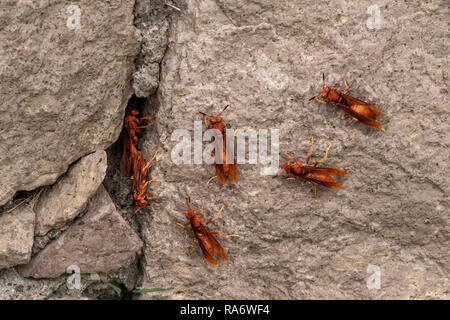 Gruppe von roten Wespen, Buchse, rot, Wespen, feldwespe Carolina, auf Steinen, Stockfoto