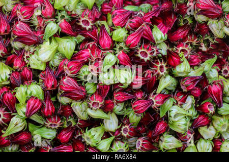 Roselle Blumen (Hibiscus sabdariffa), Hintergrund Stockfoto