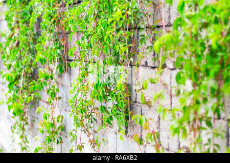 Grüne Ranken von Efeu, oder Parthenocissus Subtomentosa, Virginia oder Victoria Kriechgang auf einem grauen Asche Block Wand im Sommer Stockfoto