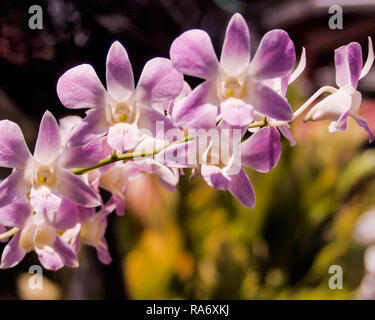 Orchidee blüht Stockfoto