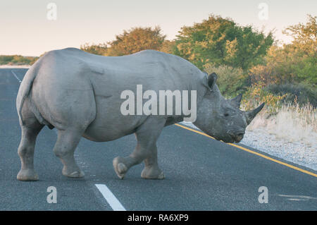 Spitzmaul-Nashorn Stockfoto