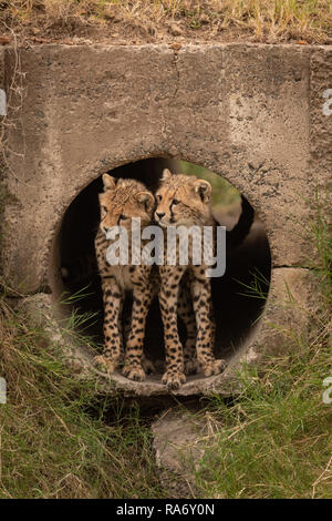 Zwei cheetah Cubs in konkrete Leitung Stockfoto