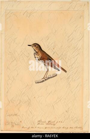 John James Audubon, Hermit Thrush, American, 1785-1851, 1820, schwarze Kreide, Aquarell und Gouache über Graphit neuerfundene Stockfoto