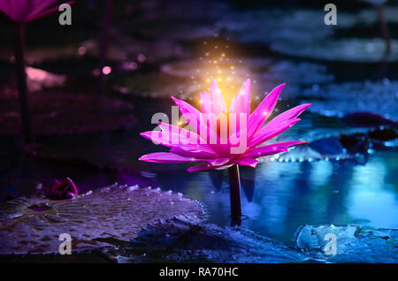 Lotus Pink Violett schwimmende Licht funkeln lila Hintergrund Stockfoto