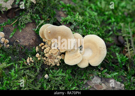 Panellus Stipticus, allgemein bekannt als die bittere Oyster, die adstringierend panus, die Leuchtende panellus, oder Der stiptic Pilz, Stockfoto
