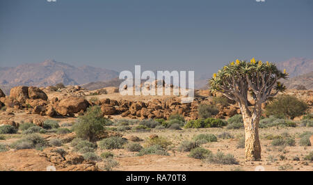 Köcherbäume in der Wüste Namibien Stockfoto