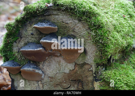 Birke Borste Halterung Pilz, Phellinus lundellii Stockfoto