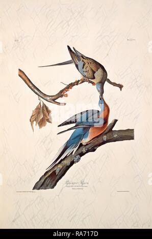 Robert Havell nach John James Audubon, Passenger Pigeon, American, 1793-1878, 1829, handkolorierte Radierung und Neuerfundene Stockfoto