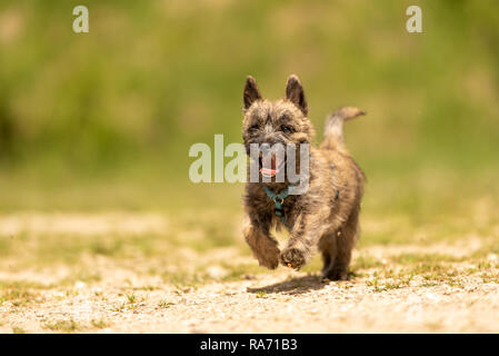 Cairn Terrier Welpen 13 Wochen alt. Süße kleine Hund läuft über einer Wiese Stockfoto