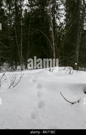 Tierische Spuren im Schnee Stockfoto