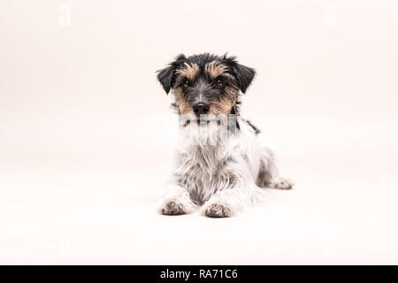 Jack Russell Terrier Hund auf Weiß isoliert Stockfoto