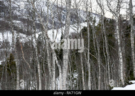 Silver Birch Tree trunks in Snowy Mountains Stockfoto