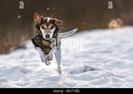 Kleiner Hund läuft über eine Wiese in den Schnee im Winter und trägt einen warmen Mantel - Süße Jack Russell Terrier Hund, 11 Jahre alt, Haarart glatt Stockfoto