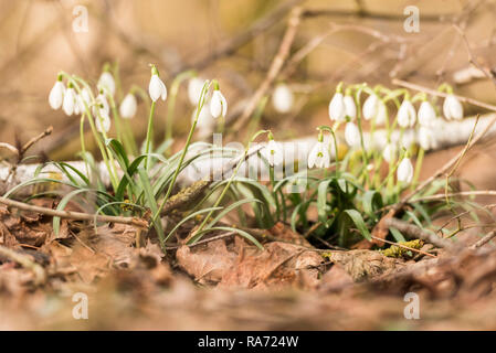 Galanthus - schneeglöckchen - Frühling Blumen im Wald Stockfoto