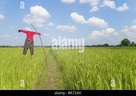 Reisfeld und Vogelscheuche mit blauer Himmel in Lampang, Thailand. Stockfoto