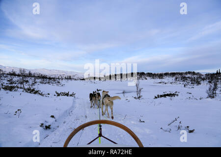 Husky Hundeschlittentouren in Norwegen Stockfoto