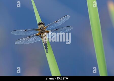 Vier - spotted Chaser (Libellula quadrimaculata), Osnabrück, Niedersachsen, Deutschland Stockfoto