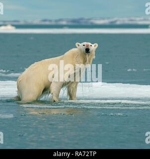 Eisbär (Ursus maritimus) steht auf Eis, Wasser tropft aus dem nassen Fell, in der norwegischen Arktis Svalbard, Norwegen Stockfoto