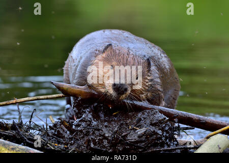 Ein erwachsener Biber "Castor canadensis ', Sticks und Schlamm auf einen Bruch in seiner Beaver Dam in ländlichen Alberta Kanada Stockfoto