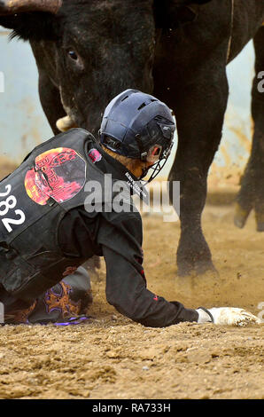 Ein Rodeo Cowboy, wurde gesträubt, aus einem Rodeo ruckeln Stier an einem Outdoor Arena in ländlichen Alberta Kanada Stockfoto