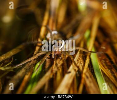 Raft Spinne (Dolomedes fimbriatus), Naturschutzgebiet Isarauen, Bayern, Deutschland Stockfoto