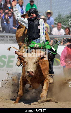 Ein cowboy Reiten ein Stier an einer im Rodeo Arena in Alberta, Kanada. Stockfoto