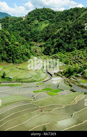 Reisterrassen von Banaue, Northern Luzon, Philippinen Stockfoto