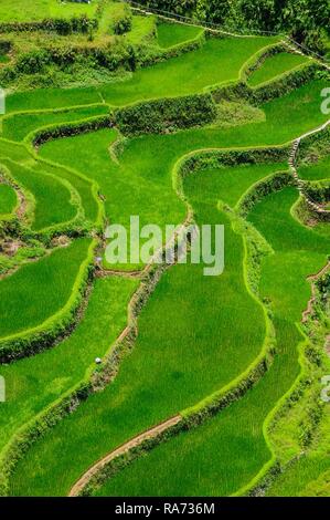 Bangaan in die Reisterrassen von Banaue, nördlichen Luzon, Philippinen Stockfoto