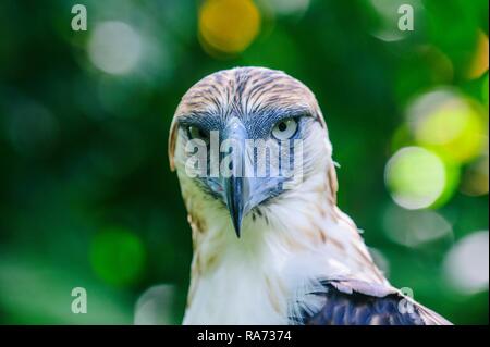 Philippine Eagle (Pithecophaga jefferyi), Tier Portrait, Davao, Mindanao, Philippinen Stockfoto