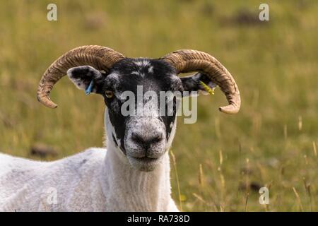 Inländische Schafe (Ovis aries) auf der Weide, Tier Portrait, schottischen Blackface, Morvern, Highlands, Schottland, Großbritannien Stockfoto