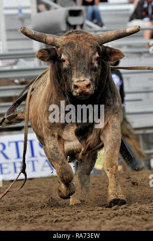 Eine vertikale Bild eines Rodeo Ruckeln Bull vorwärts aufladen an einer im Arena in ländlichen Alberta, Kanada. Stockfoto