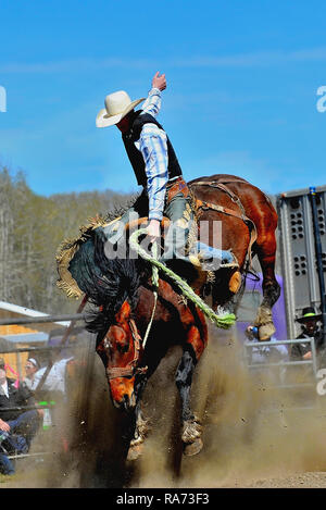 Eine vertikale Bild eines Cowboys reiten eine wilde Saddle bronc an einer im Rodeo Arena in Alberta, Kanada Stockfoto