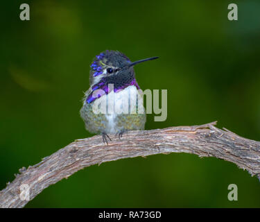 Männliche Costa Hummingbird's thront auf einem Zweig Stockfoto