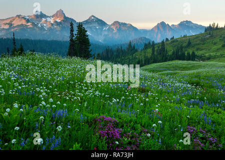 Lupine, bistort, Heidekraut, Baldrian und Blühen in einer Wiese im Paradies in Mount Rainier National Park im Sommer mit dem tatoosh im Bereich d Stockfoto