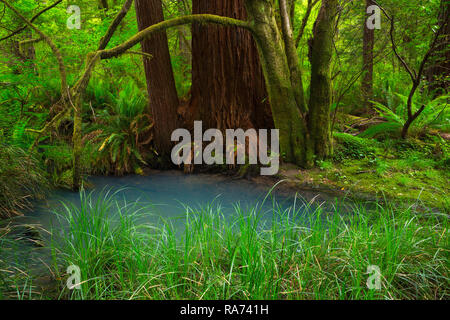 Ein Redwood Tree (Sequoia sempervirens) steigt in einem Sumpf von einem blauen Pool in Redwoods National Park, Kalifornien. USA Stockfoto