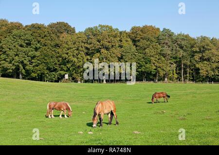 Pferde auf einer Weide in Binz, Rügen, Mecklenburg-Vorpommern, Deutschland Stockfoto