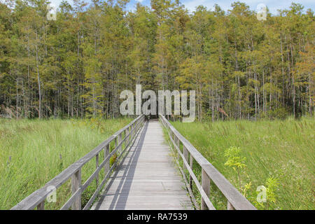 Board Walk in den Sumpf Stockfoto