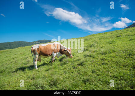 Kuh auf einer Weide in den Bergen. Tal leuchtet mit Sonnenlicht im Sommer. Gebirge im Hintergrund. Stockfoto
