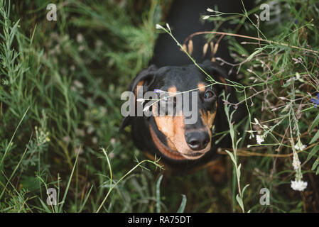 Hund schaut neugierig in die Kamera für den Befehl wartet. Kleiner Hund sitzt im Bereich Blumen. Stockfoto