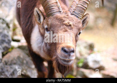 Porträt einer männlichen Steinböcke mit großen Hörnern. Steinböcke Leben in den Alpen in der Schweiz und in anderen Europäischen Ländern. (Capra ibex) Stockfoto