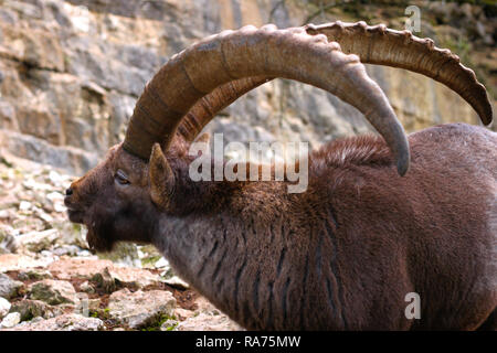 Der Steinbock ist eine Art wilde Ziege, die in den Alpen. Männlichen Steinböcke haben riesige Hörner zeigt ihr Alter. Stockfoto