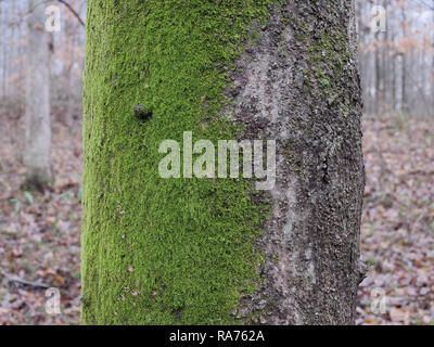 Moos wächst im Norden von der Seite des Baumes. Moos auf einer Seite des Baumes. Nordseite Green Moss. Stockfoto