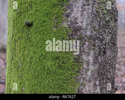 Moos wächst im Norden von der Seite des Baumes. Moos auf einer Seite des Baumes. Nordseite Green Moss. Stockfoto