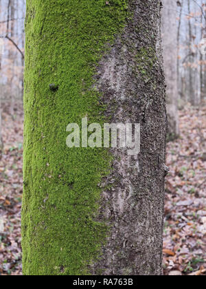 Moos wächst im Norden von der Seite des Baumes. Moos auf einer Seite des Baumes. Nordseite Green Moss. Stockfoto