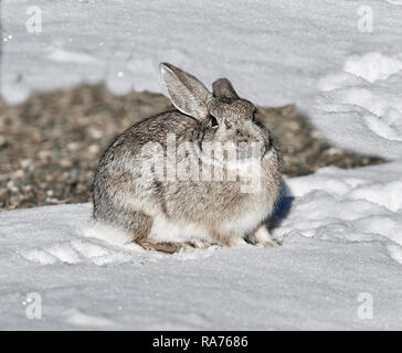 Süße wilde Kaninchen sitzen im frisch gefallenen Schnee Stockfoto