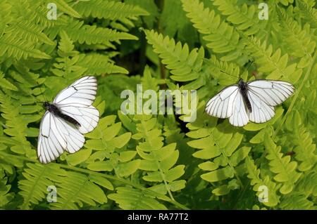 Schwarz geäderten Weiß (Aporie crataegi), Baikalsee, Sibirien, Russische Föderation, Eurasien Stockfoto