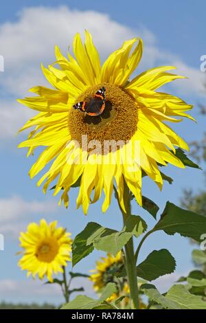 Red Admiral (Vanessa atalanta) Schmetterling Fütterung auf eine Sonnenblume (Helianthus annuus), Niedersachsen, Deutschland Stockfoto