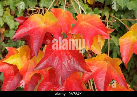 Boston Efeu (parthenocissus Tricuspidata), Niedersachsen, Deutschland Stockfoto