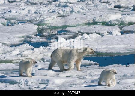 Weibliche Eisbär (Ursus maritimus) mit zwei Jungen, Svalbard, Barentssee, Norwegen Stockfoto