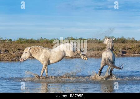 Camargue Pferde, Hengst treten im Wasser, Bouches du Rhône, Frankreich, Europa Stockfoto